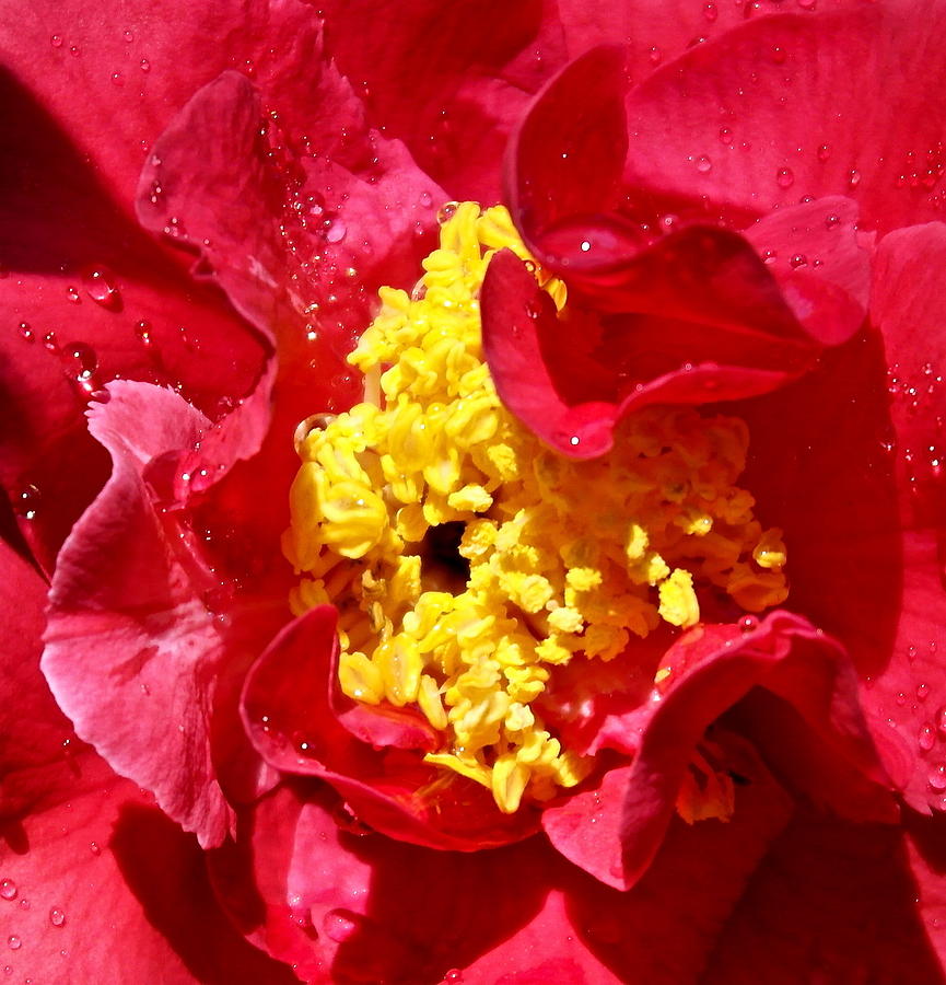 Camellia World Photograph by Michele Myers