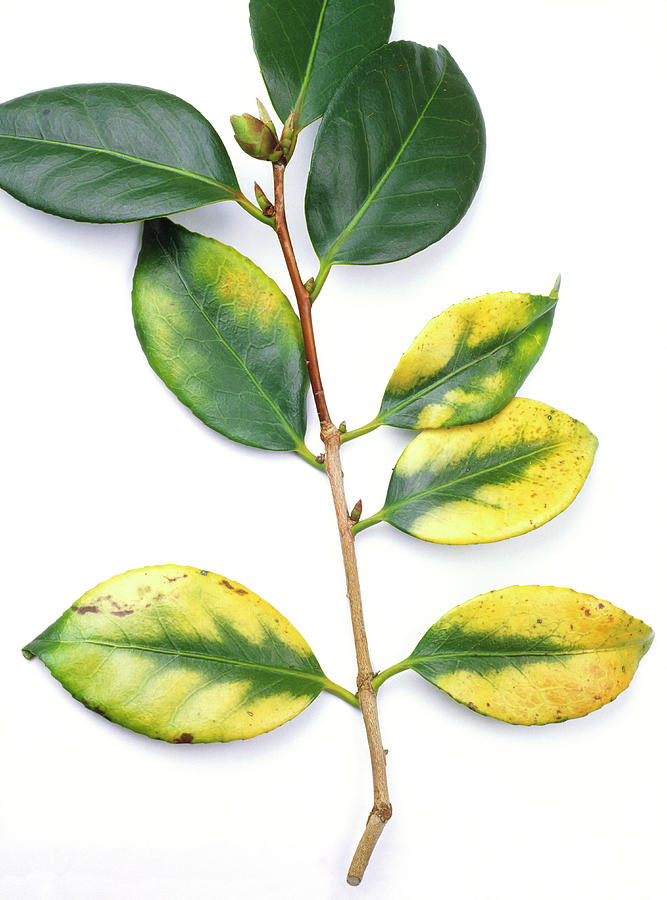 Camellia Yellow Mottle Infection Photograph by Geoff Kidd/science Photo Library