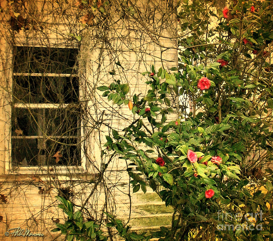 Camellias and Window Photograph by Phil Mancuso