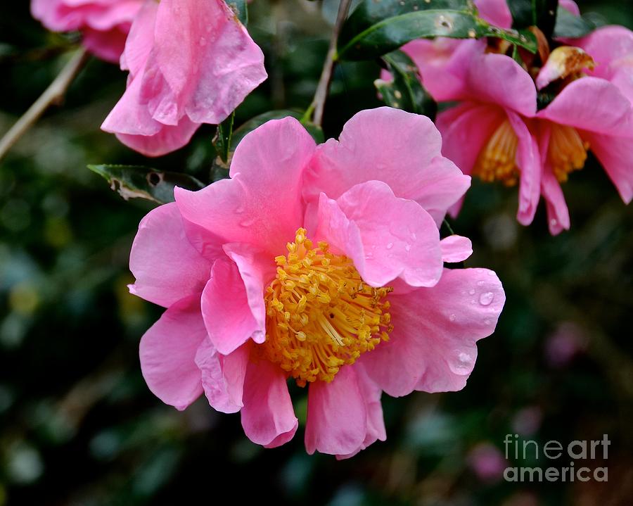 Camellias Photograph by Carol  Bradley