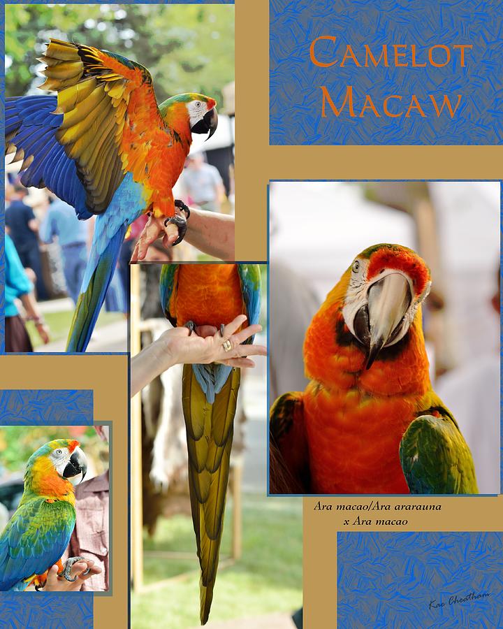 Camelot Macaw Poster Digital Art by Kae Cheatham
