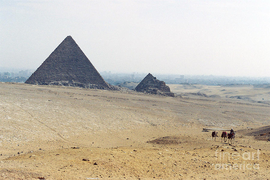Camels at Giza Photograph by Cassandra Buckley