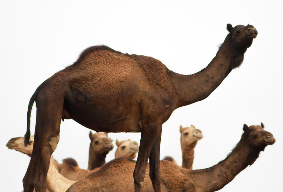 Camels At Pushkar Photograph by © Chaitanya Deshpande