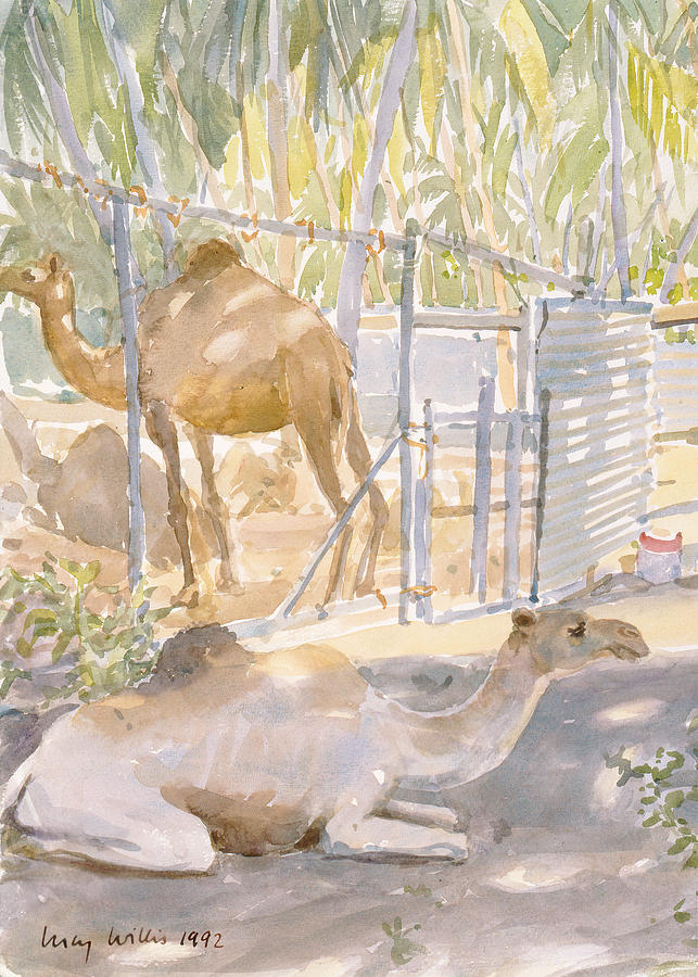 Camels At Rest, Salala Oman 1992 Wc Photograph by Lucy Willis