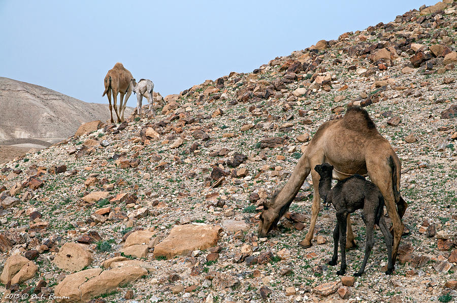 Camels at the Israel Desert -1 Photograph by Dubi Roman