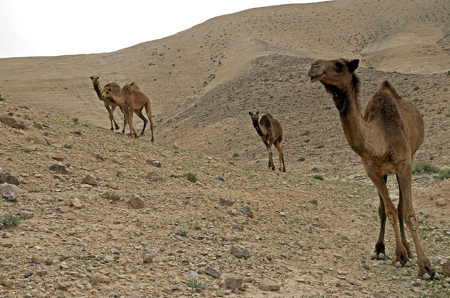 Camels at the Israel Desert -2 Photograph by Dubi Roman