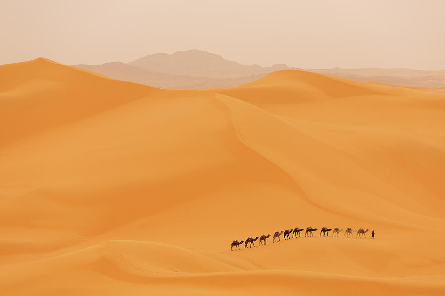 Camel Photograph - Camels Caravan In Sahara by Dan Mirica