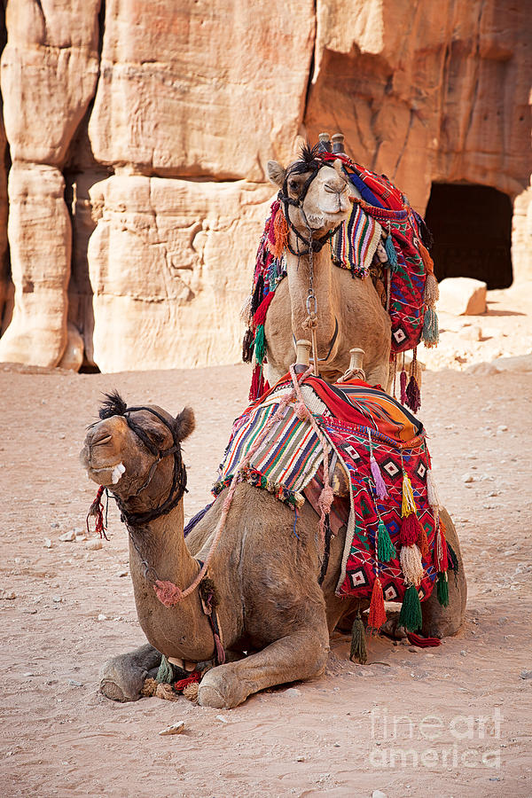 Camels in Petra Photograph by Jane Rix