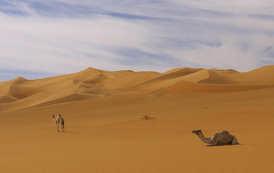 Camels Photograph by Ivan Slosar