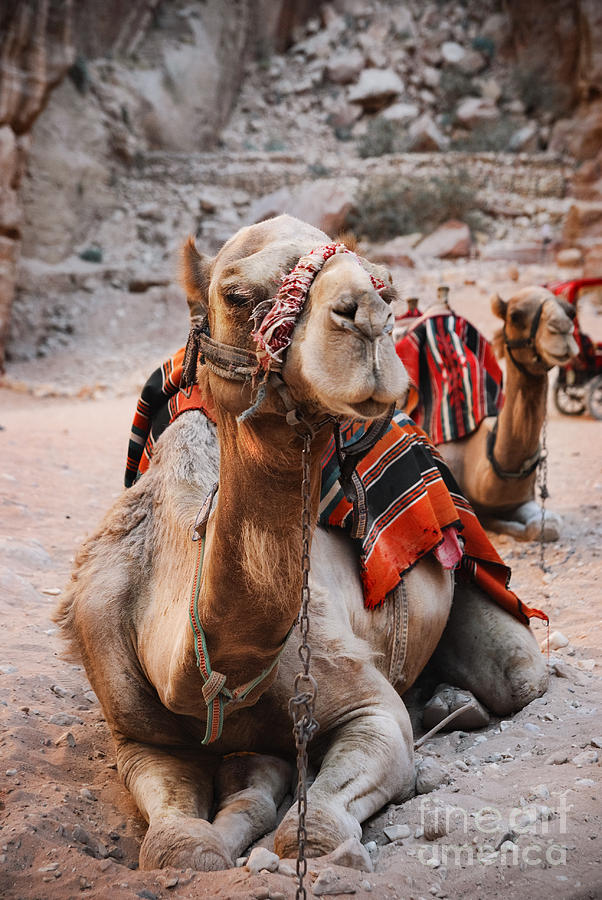 Camels in Petra Photograph by Jelena Jovanovic