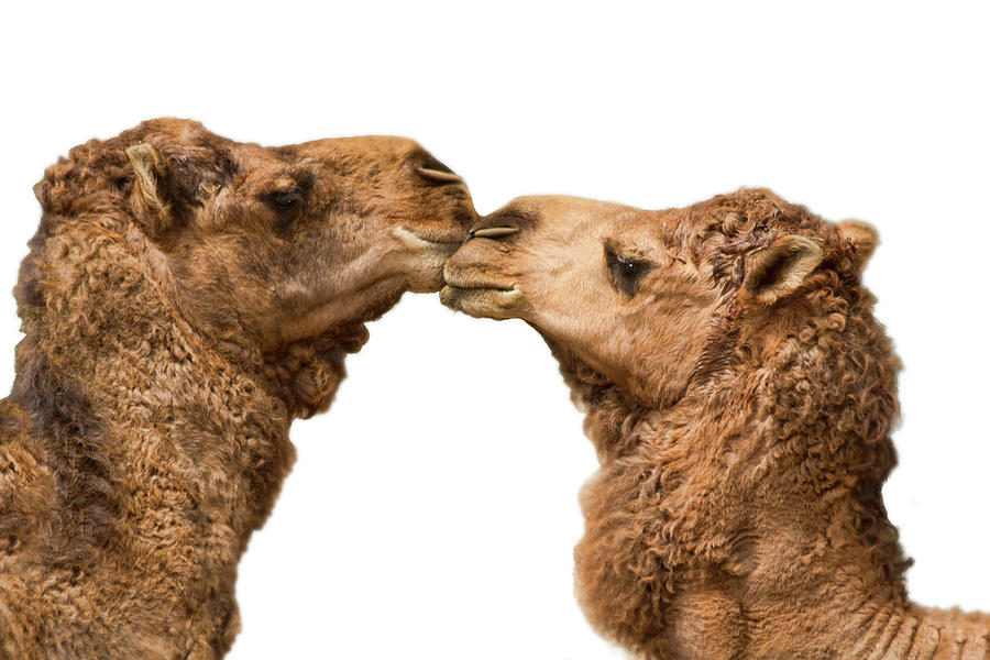 Camels Kissing On White Photograph by Melinda Moore