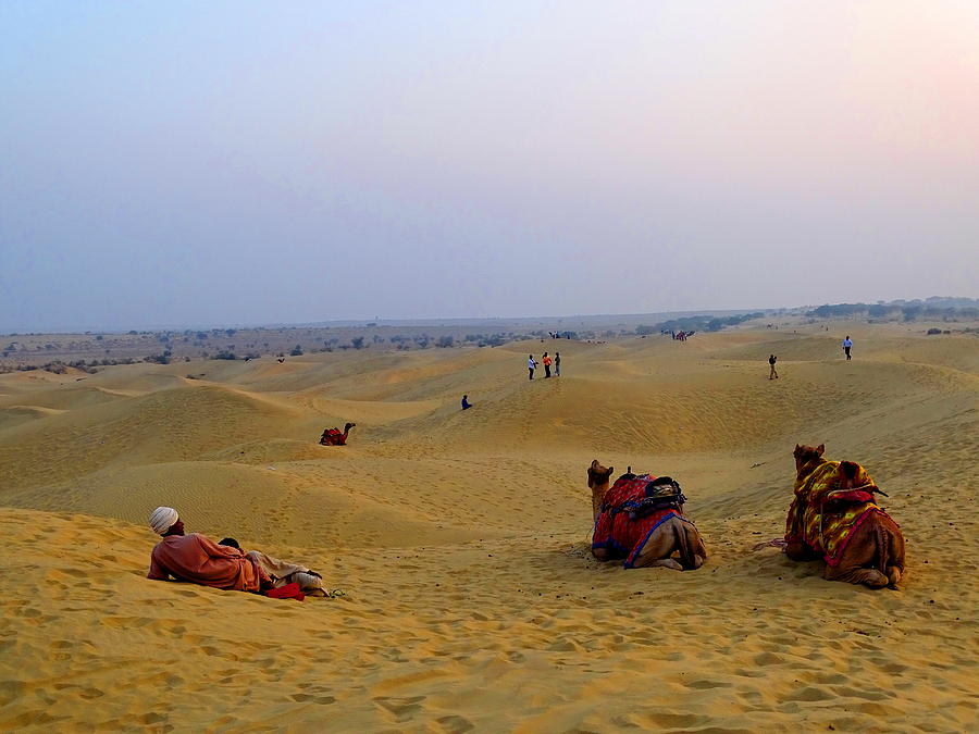 Camels Kneeling Sand Dunes Thar Desert Rajasthan India Pyrography by Sue Jacobi