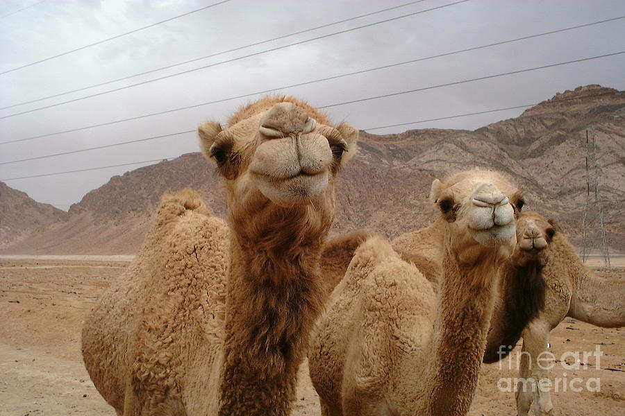 Camels Photograph by Noa Yerushalmi