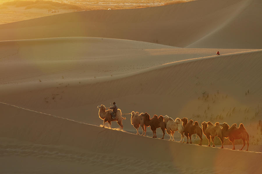 Camels On A Desert Photograph by Wilbur Law