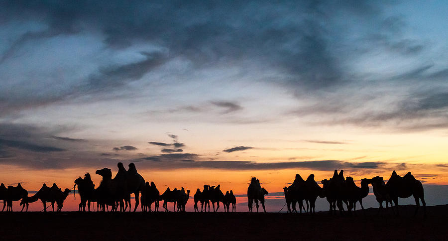 Sunset Photograph - Camels on Parade by Seth Weisel
