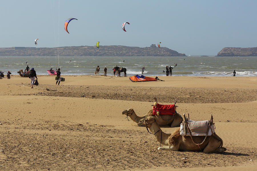 Camels On The Beach In Essaouira Photograph by Gavriel Jecan