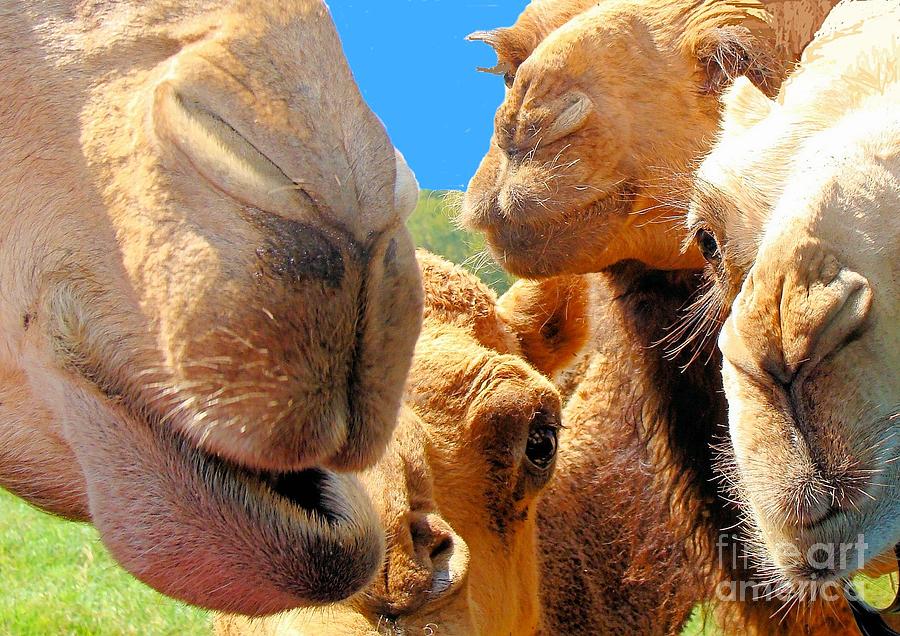 Camels Only Want to Have Fun Photograph by Janette Boyd
