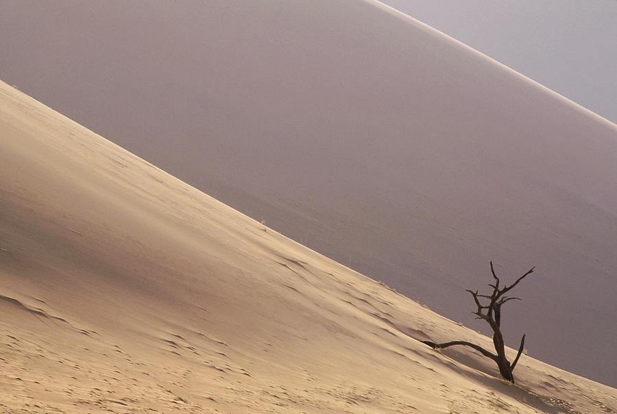 Camelthorn Alhagi Maurorum In Sand Dune Photograph by Gerry Ellis