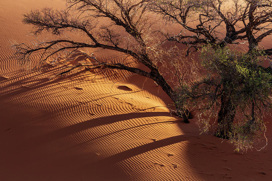 Camelthorn Trees Against Namib Dune Photograph by Jeremy Woodhouse