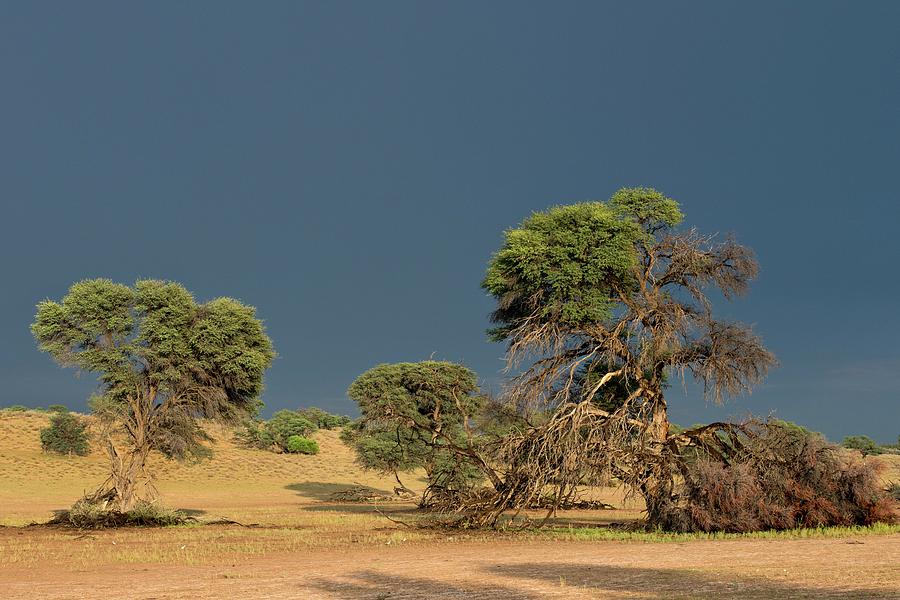 Camelthorn Trees In The Auob Riverbed Photograph by Tony Camacho