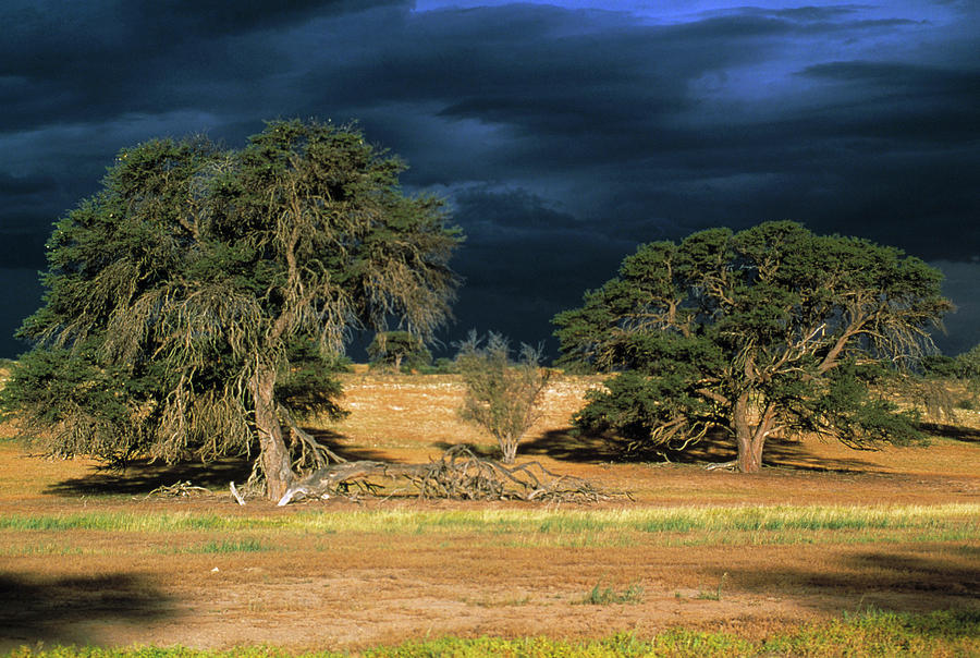 Camelthorn Trees Photograph by Tony Camacho/science Photo Library