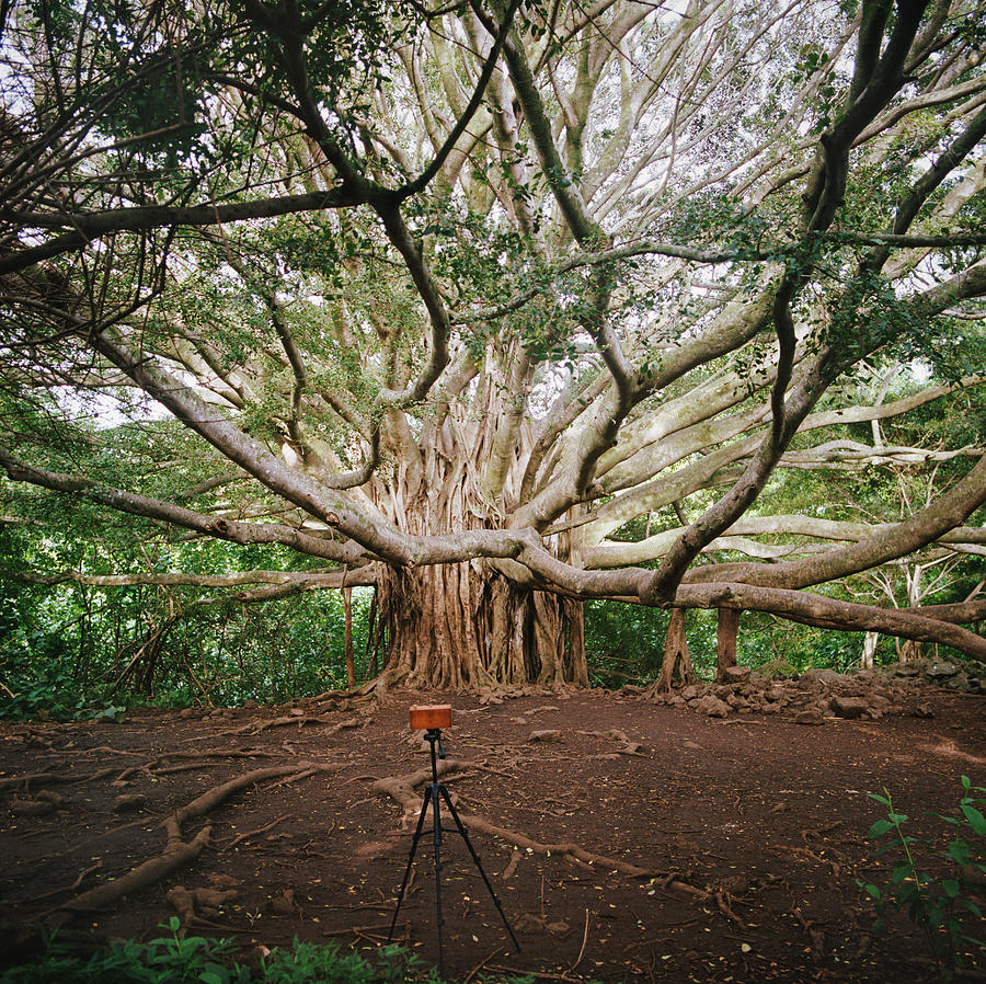 Camera Photographing Banyan Tree Photograph by Danielle D. Hughson
