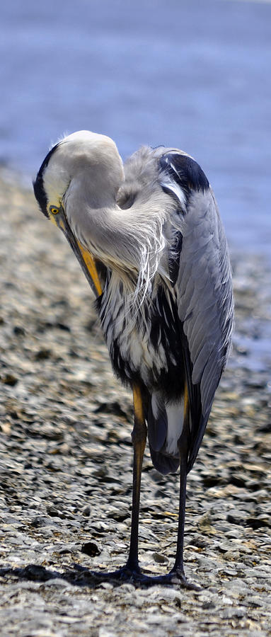 Camera Shy Heron Photograph by DigiArt Diaries by Vicky B Fuller
