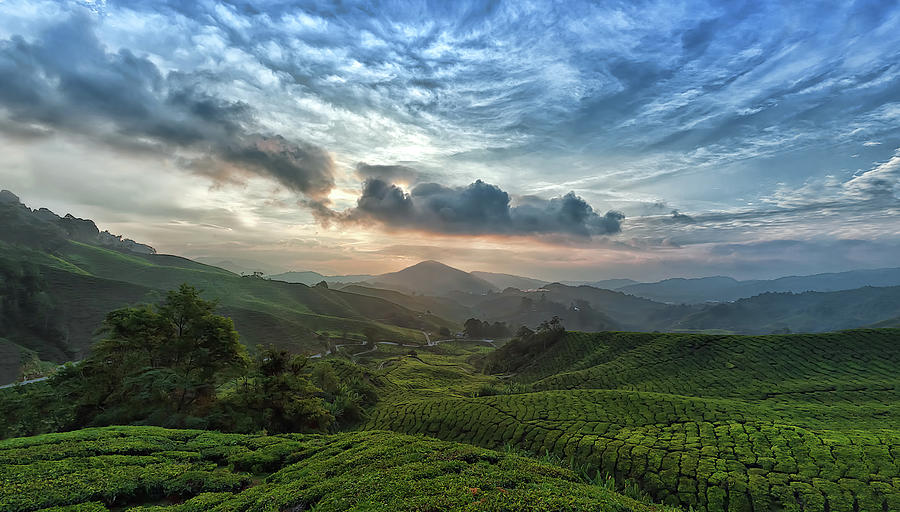 Cameron Highlands Photograph by Sinography