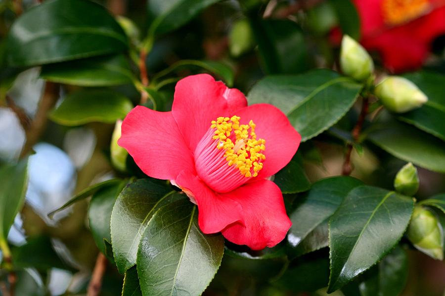 Camellia Photograph by Karen Silvestri