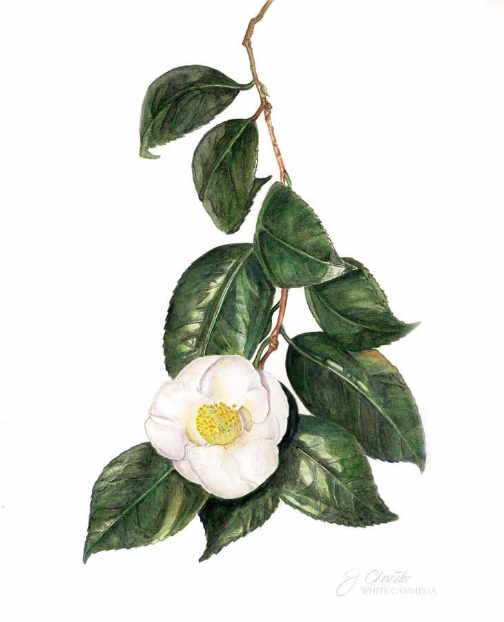 Cammelia Painting by Judith Chantler