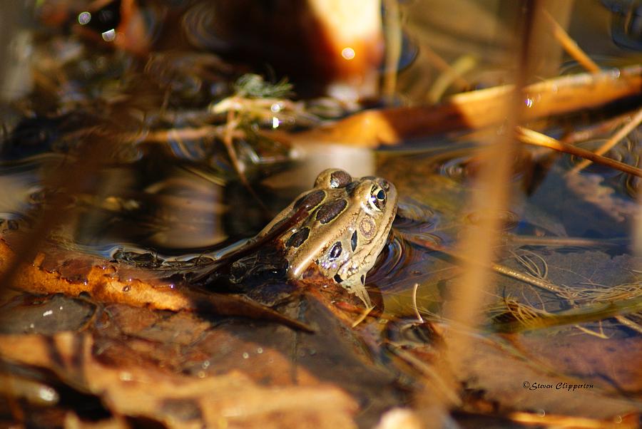 Camo-frog Photograph by Steven Clipperton