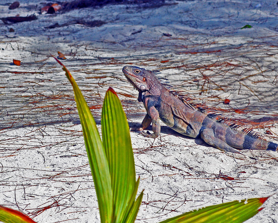 Camo Iguana Photograph by Bill Swartwout