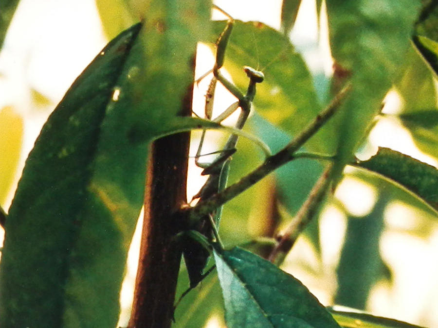 Camo Praying Mantis Photograph by Belinda Lee