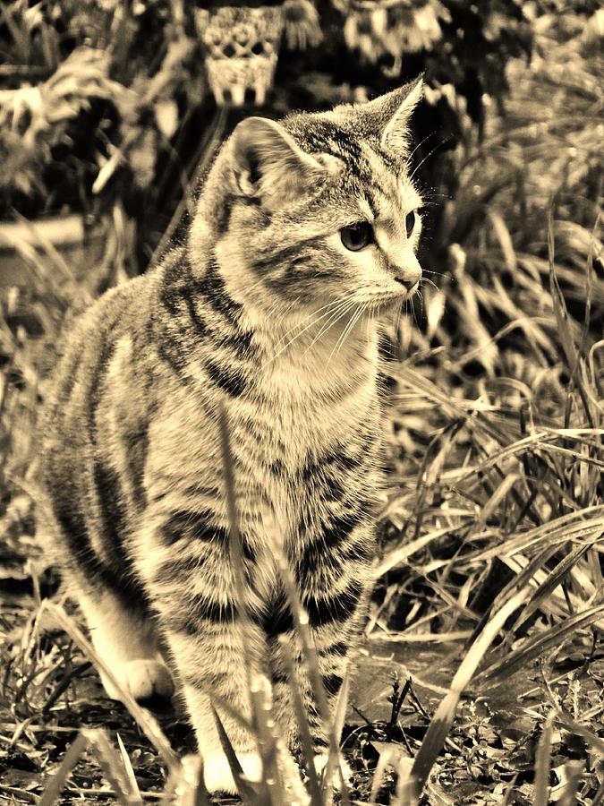 Cat Photograph - Camo Stripes by VLee Watson