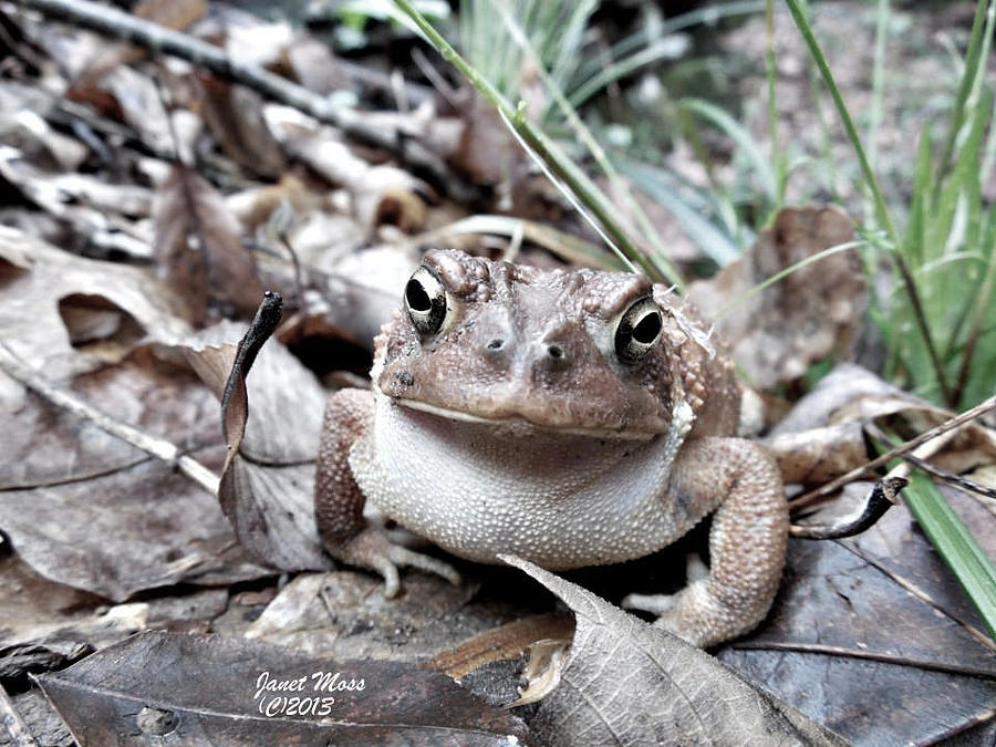 Frog Photograph - Camoflauge by Janet Moss