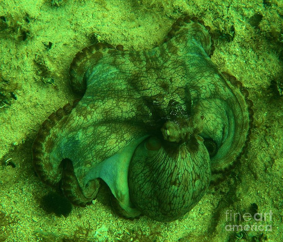 Camoflauged Octopus Photograph by Adam Jewell