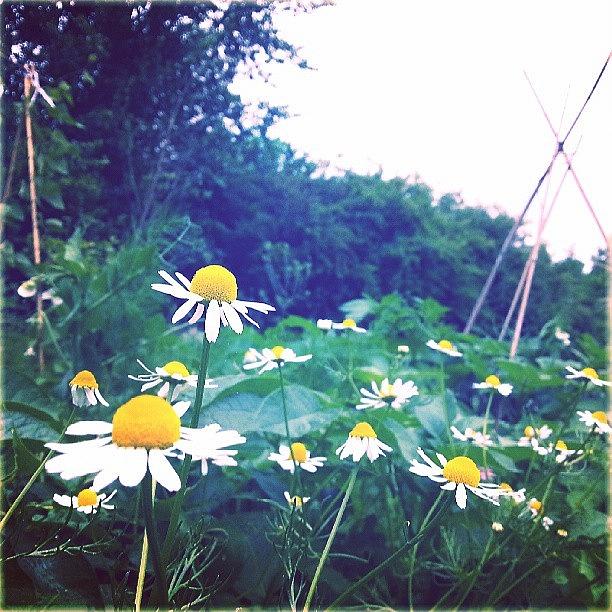 Flower Photograph - #camomile @ #myallotment #flowers by Linandara Linandara