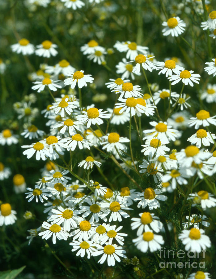 Camomile Flowers Photograph by Hans Reinhard