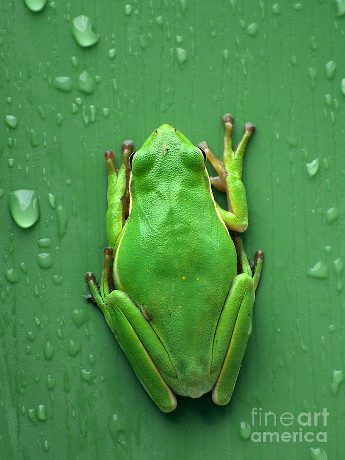 Amphibians Photograph - Camophlage Tree Frog by Kathy Baccari