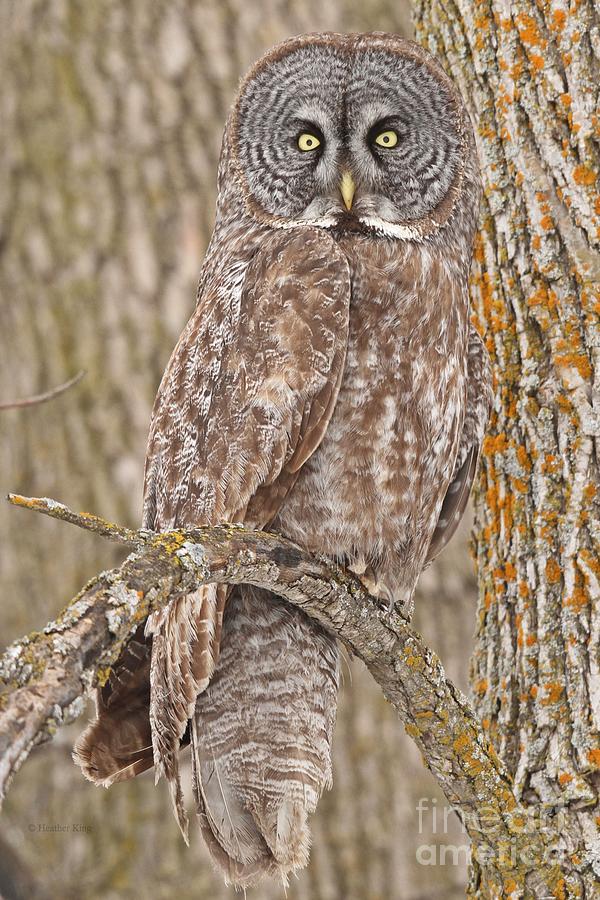 Camouflage-an owls best friend Photograph by Heather King