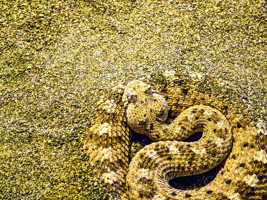 Camouflage by Anna Burdette Camouflage by Anna Burdette