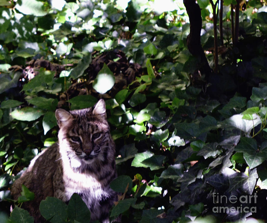 Wildlife Photograph - Camouflage Bobcat by Eva Thomas