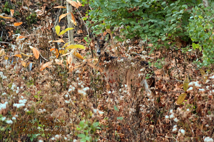 Camouflage Deer Photograph by Lorna Rose Marie Mills DBA  Lorna Rogers Photography
