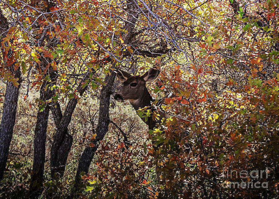 Fall Photograph - Camouflage  by Janice Pariza