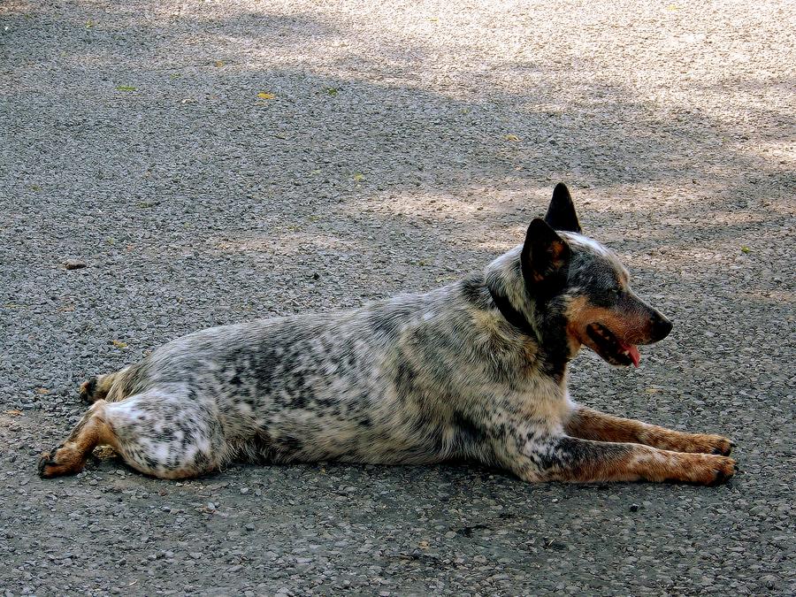 Cattle dog Photograph by Marysue Ryan