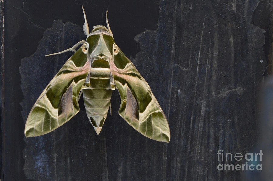 Camouflage Moth Photograph by Mini Arora
