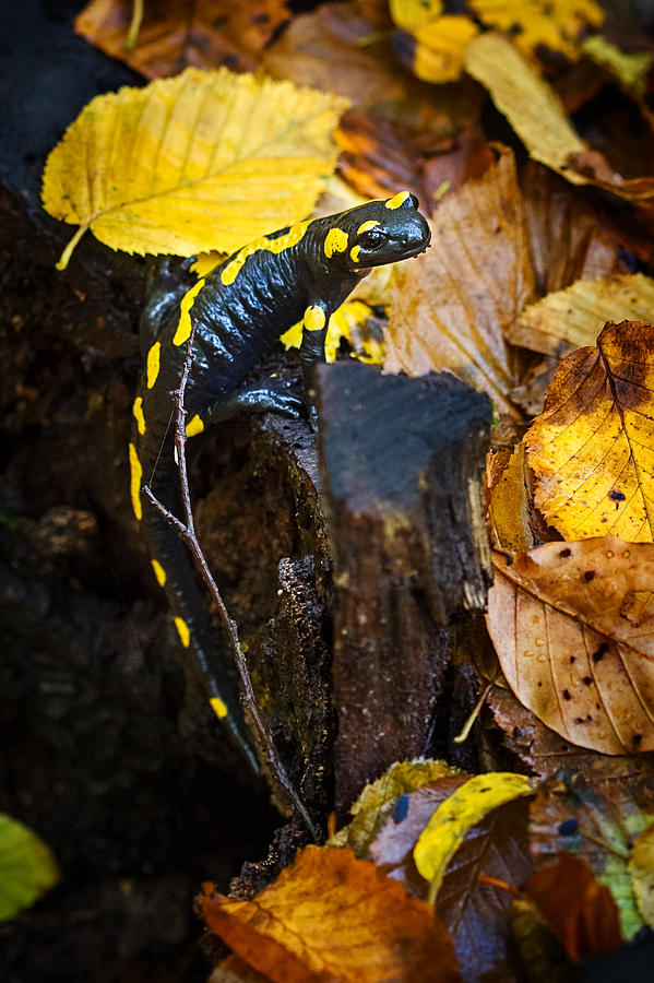 Fall Photograph - Camouflage - Spotted Salamander by Cristina-Velina Ion