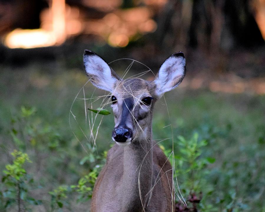 Camouflage Wearing Deer Photograph by Sheri McLeroy