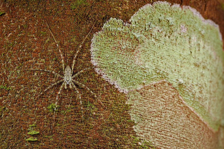 Camouflaged Bark Spider Photograph by Francesco Tomasinelli