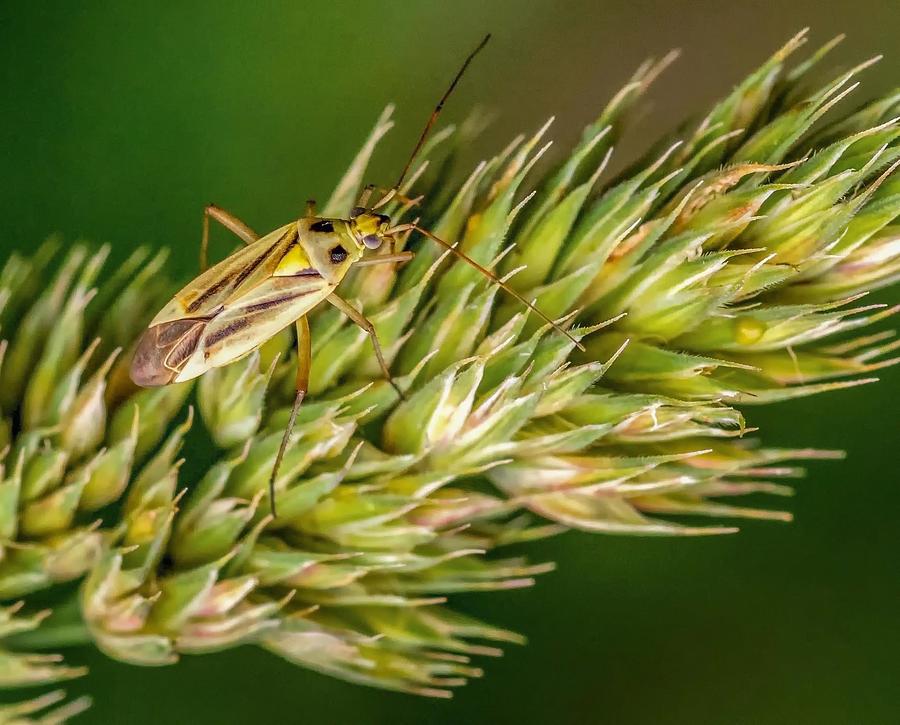 Summer Photograph - Camouflaged Beetle by Steve Harrington